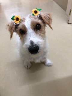 お花にいな.jpeg