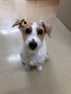 お花にいな2.jpeg