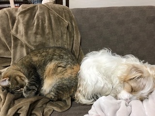つくしにいな.jpg