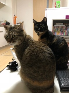 にゃんず3.jpg