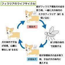 犬フィラリア症について 和歌山インター動物病院ブログ