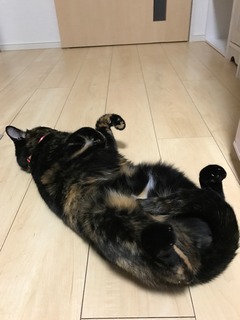 行き倒れまだら.JPG