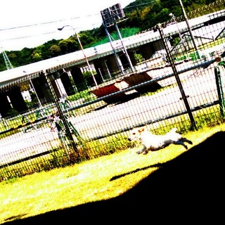飛行犬にいな.jpg